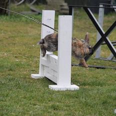 Kanin Staldlyne's Damon