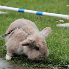 Kanin Staldlyne's Adica