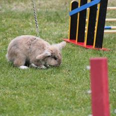 Kanin Staldlyne's Adica