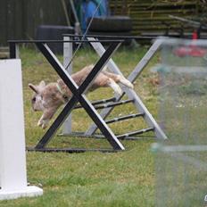 Kanin Staldlyne's Adica