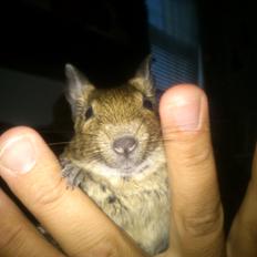 Degu erna