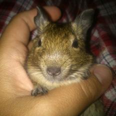 Degu erna