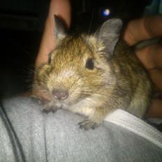 Degu erna