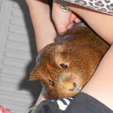 Marsvin Team hop´s Tita3 *tykke*