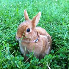 Kanin Maalum Na Kamili | Hermelin14/4-2011- 24/2-2013 †