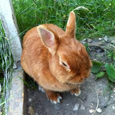 Kanin Maalum Na Kamili | Hermelin14/4-2011- 24/2-2013 †