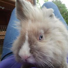 Kanin Prinsesse Candy