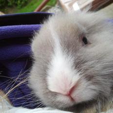 Kanin Prinsesse Candy