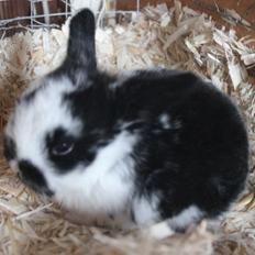 Kanin Pugerups Pixie