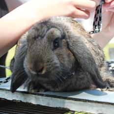 Kanin Pugerups Williow