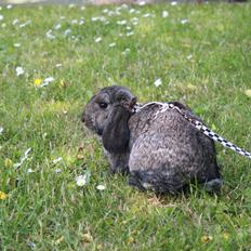 Kanin Pugerups Williow