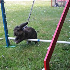 Kanin Pugerups Williow