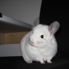 Chinchilla Sonny