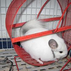 Chinchilla Sonny