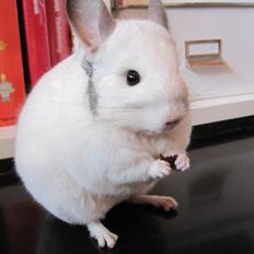 Chinchilla Sonny