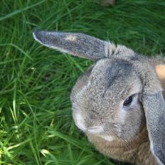 Kanin Holger danske