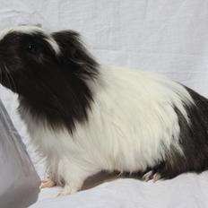 Marsvin Skovlundegårds Panda