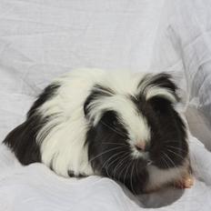 Marsvin Skovlundegårds Panda