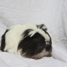 Marsvin Skovlundegårds Panda