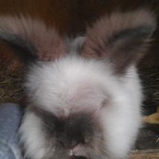 Kanin Biebers J Biebs