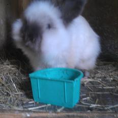 Kanin Biebers J Biebs