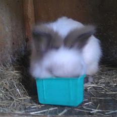 Kanin Biebers J Biebs