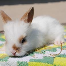 Kanin Unik`s Manhatten