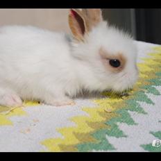 Kanin Unik`s Manhatten