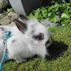 Kanin Stald Ingemann's Jumper<3