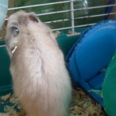 Hamster Bianca