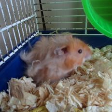 Hamster Bugsy II