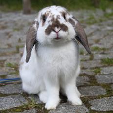 Kanin Winds Jar Jar Binks