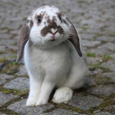 Kanin Winds Jar Jar Binks