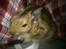 Degu erna