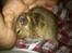Degu erna