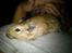 Degu erna