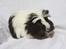 Marsvin Skovlundegårds Panda