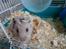 Hamster Bianca
