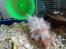 Hamster Bugsy II