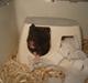 Hamster Laban