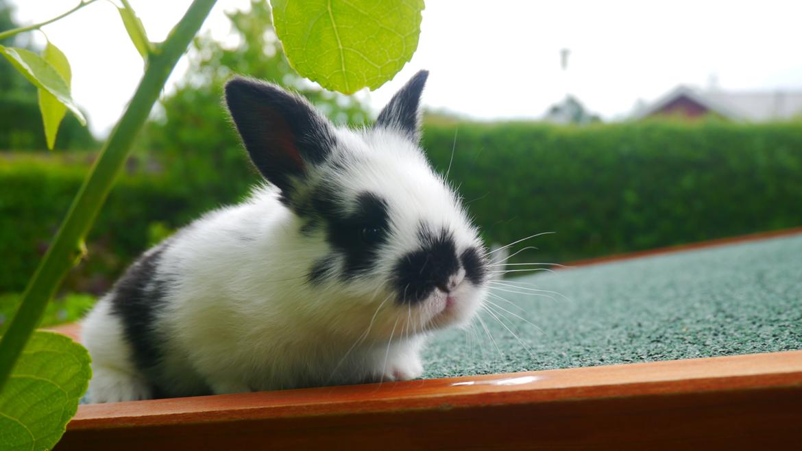 Kanin Stjernen´s Thiano!<3 billede 11