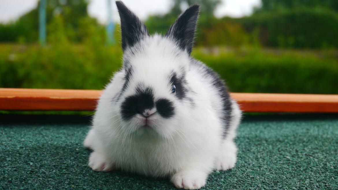 Kanin Stjernen´s Thiano!<3 billede 12