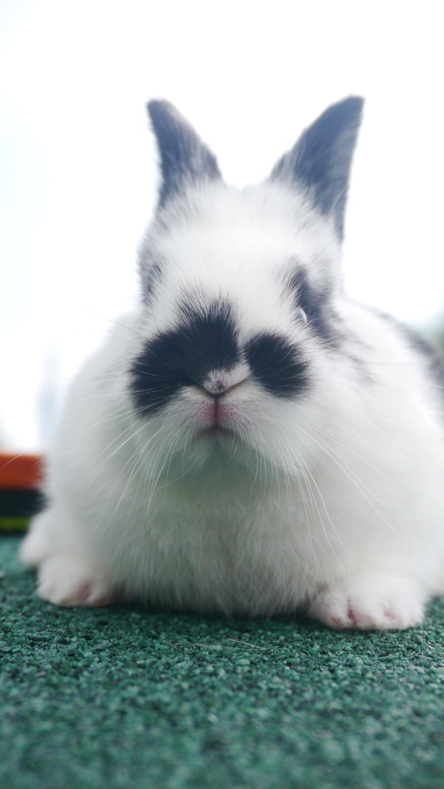 Kanin Stjernen´s Thiano!<3 billede 13