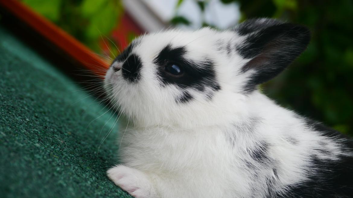 Kanin Stjernen´s Thiano!<3 billede 14