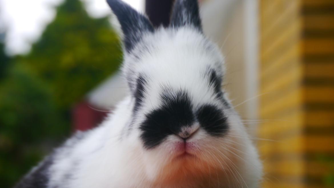 Kanin Stjernen´s Thiano!<3 billede 15