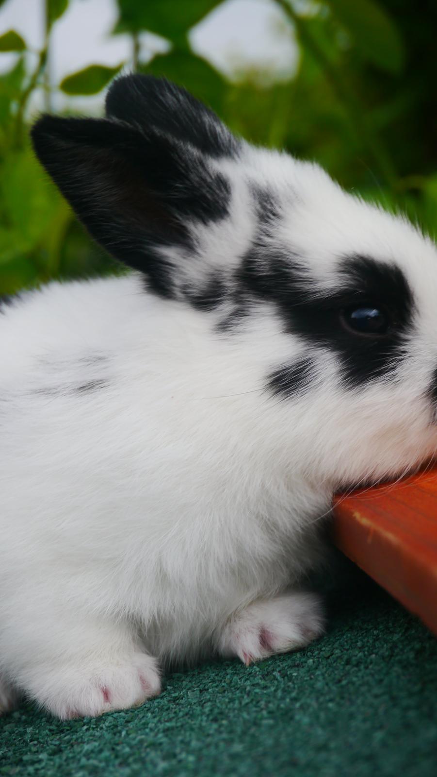 Kanin Stjernen´s Thiano!<3 billede 16