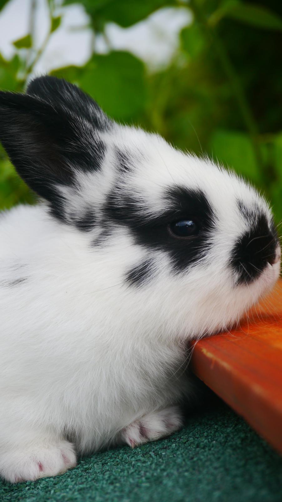Kanin Stjernen´s Thiano!<3 billede 17