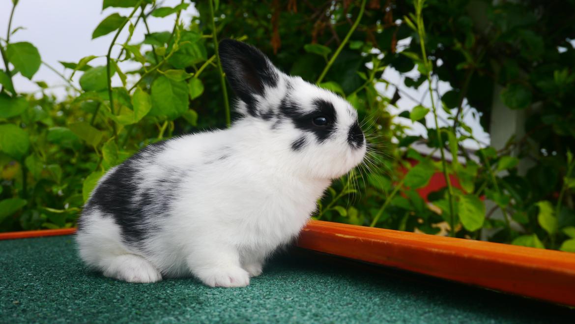 Kanin Stjernen´s Thiano!<3 billede 20