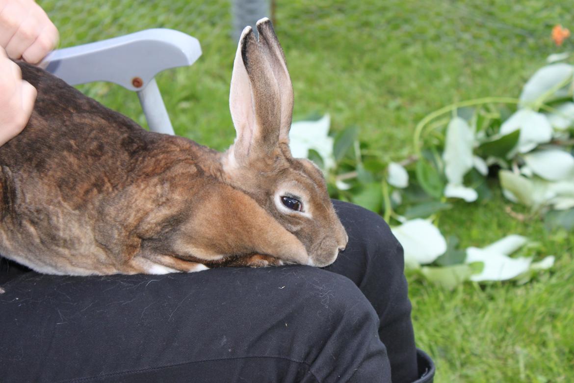 Kanin Dugu Æ Å billede 2