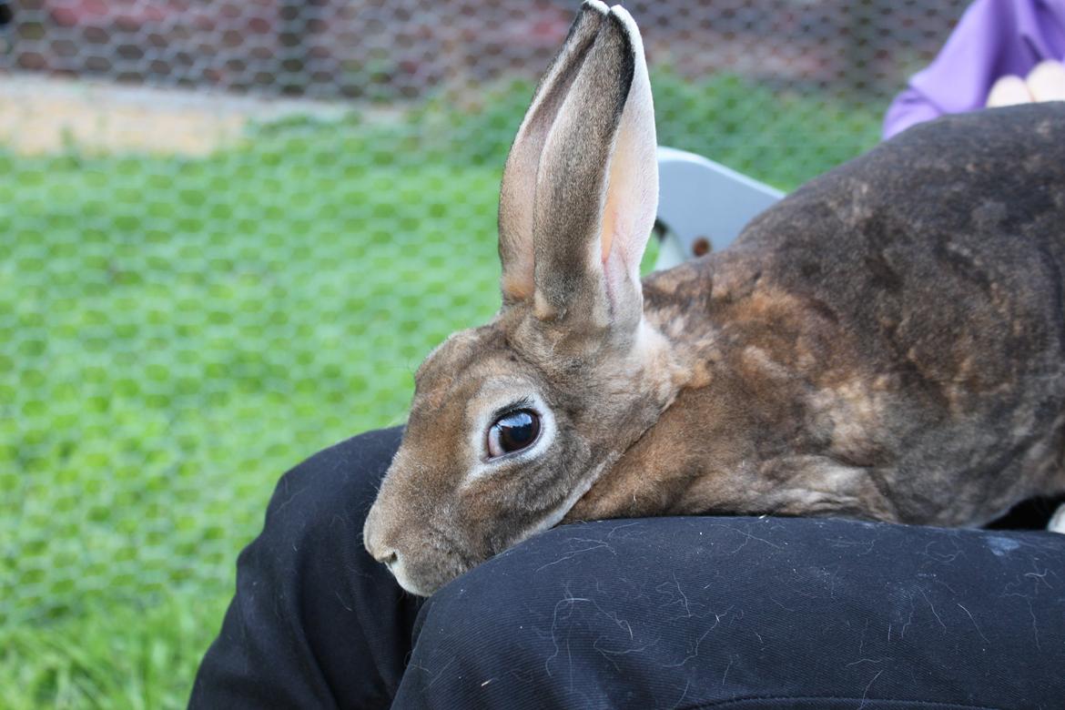 Kanin Dugu Æ Å billede 3